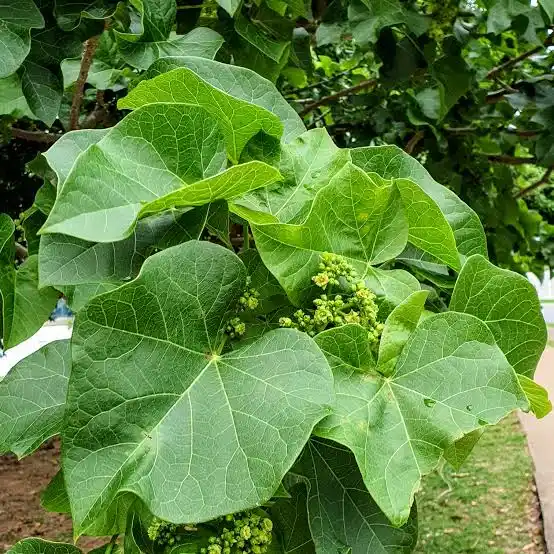 jatropha arbusto